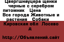 Цвергшнауцера щенки черные с серебром питомник › Цена ­ 30 000 - Все города Животные и растения » Собаки   . Кировская обл.,Лосево д.